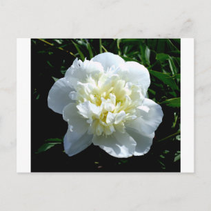 Elegant white peony floral white flower photo postcard
