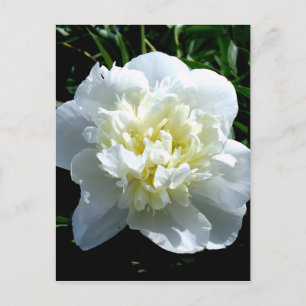 Elegant white peony floral white flower photo postcard