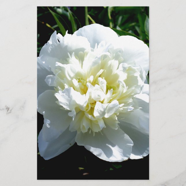 Elegant white peony floral white flower photo stationery (Front)