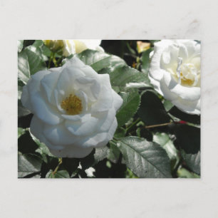 Elegant White Roses Postcard