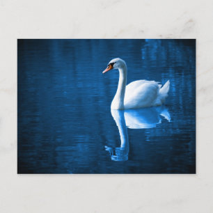Elegant White Swan Postcard