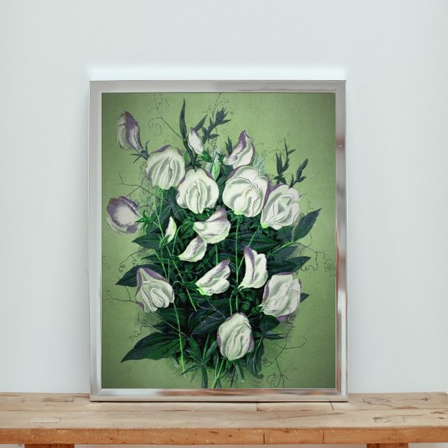 Elegant White Sweet Pea Flowers Photo Print (Creator Uploaded)