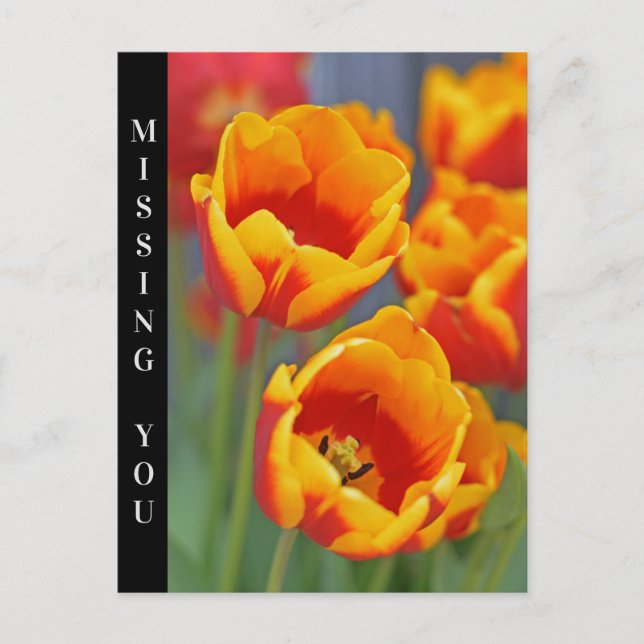 Elegant Yellow and Red Tulip FLower Portrait Postcard (Front)