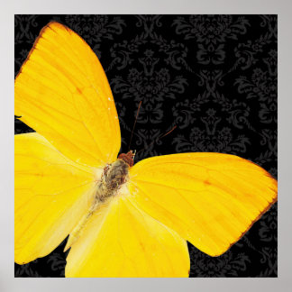 Elegant Yellow Butterfly Black Damask Poster