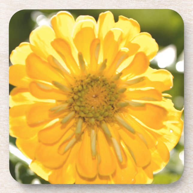 Elegant yellow floral flower daisy coaster (Front)