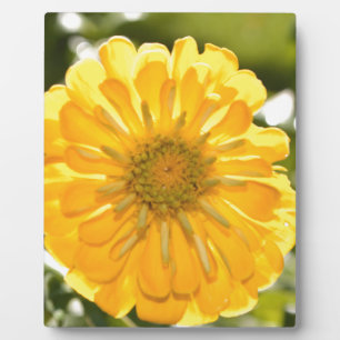 Elegant yellow floral flower daisy plaque