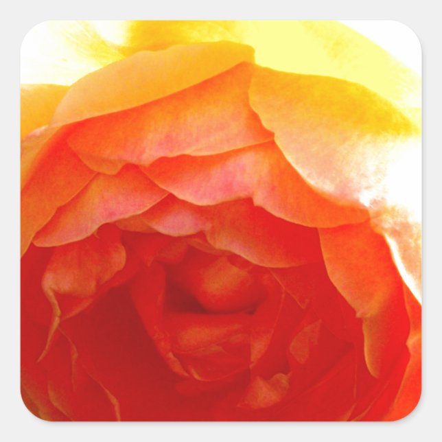 Elegant Yellow Rose yellow floral yellow flower Square Sticker (Front)