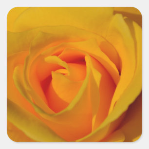 Elegant yellow roses square sticker