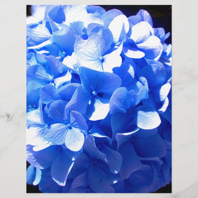 ElegantCobalt blue floral elegant hydrangeas  (Front)