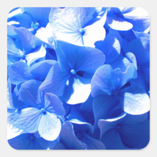 ElegantCobalt blue floral elegant hydrangeas  Square Sticker