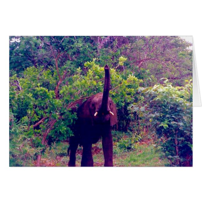 elephant (Front Horizontal)