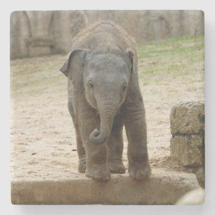 Elephant_20171101_by_JAMFoto Stone Coaster
