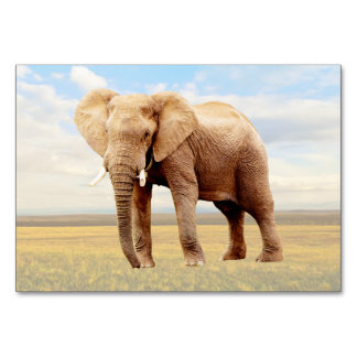 Elephant ABA Labelling Flashcard | Picture Card