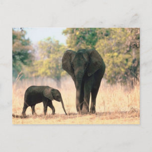 Elephant and Cute Calf Postcard