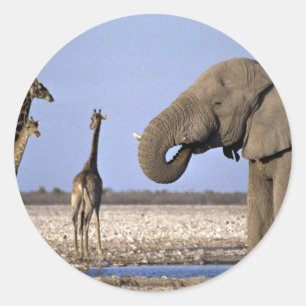 Elephant and giraffe at watering place classic round sticker