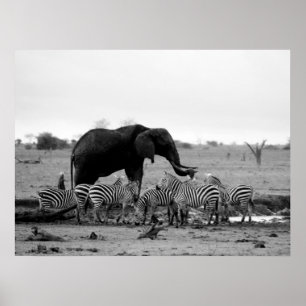 elephant and zebras poster from 14.95