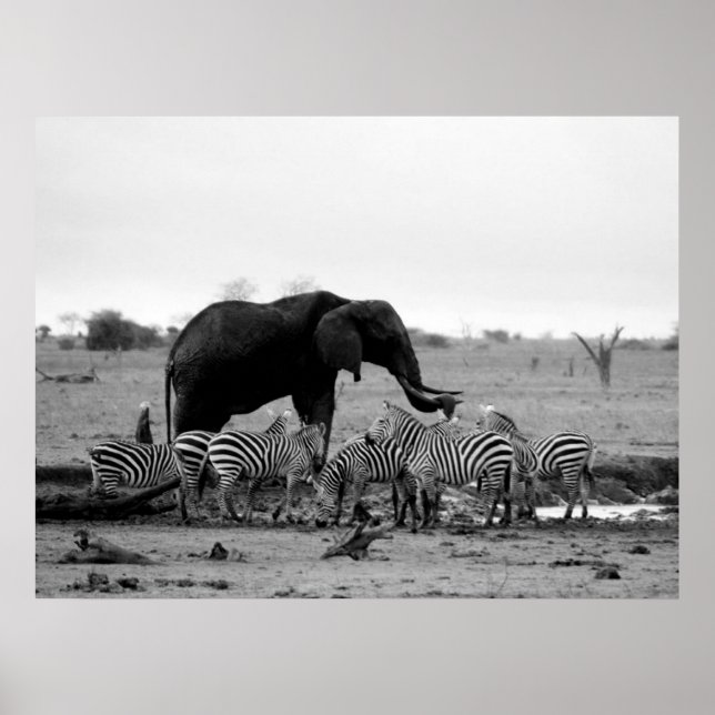 elephant and zebras poster from 14.95 (Front)