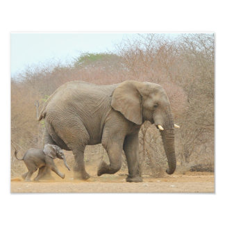 Elephant - Animal Babies Beautiful Photo Print