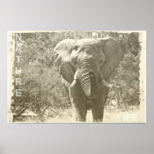 elephant animal pop art picture poster