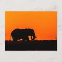 Elephant at Sunset in the Chobe