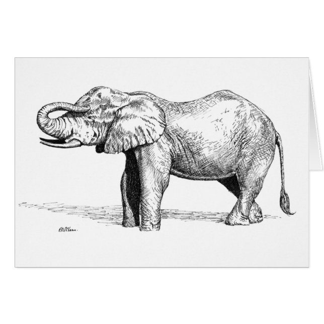 Elephant Baby (Front Horizontal)