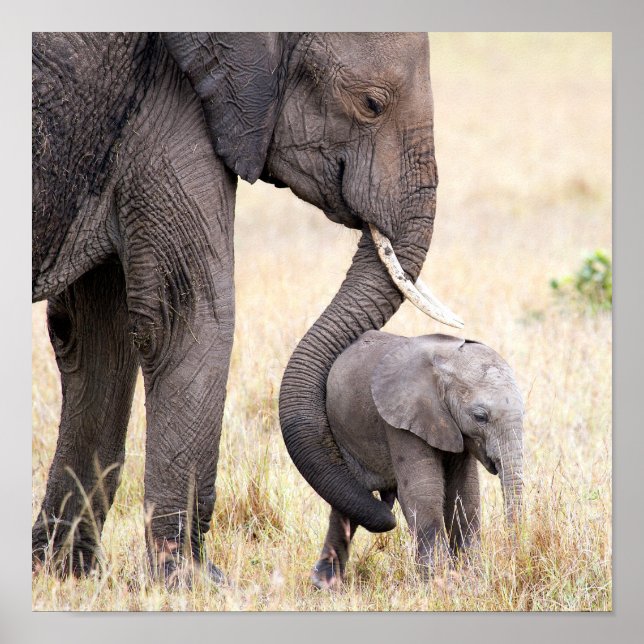 Elephant baby with Motherly love Poster (Front)