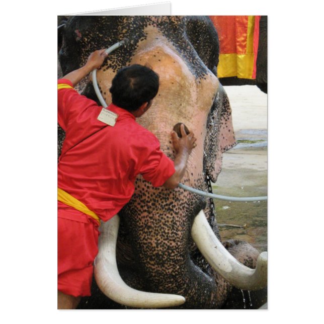 Elephant Bathtime ... Ayutthaya, Thailand Card (Front)