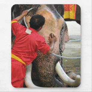 Elephant Bathtime ... Ayutthaya, Thailand Mouse Pad