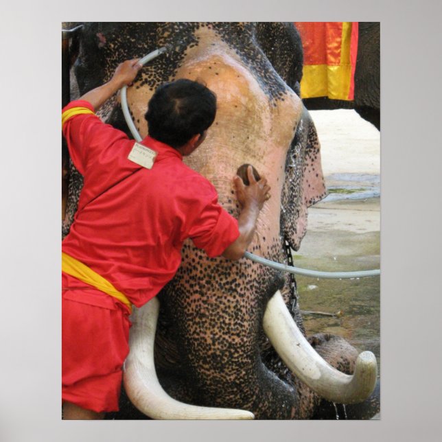 Elephant Bathtime ... Ayutthaya, Thailand Poster (Front)