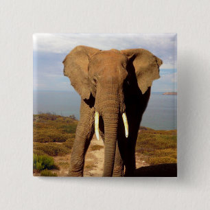 Elephant Beach Day Outing, 15 Cm Square Badge
