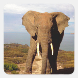 Elephant Beach Day Outing, Square Sticker