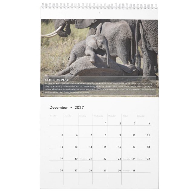 Elephant Behaviour Calendar (Dec 2027)