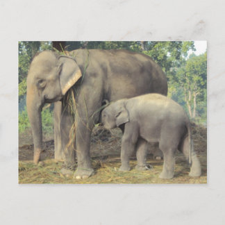 Elephant breeding centre chitwan - babby and mummy postcard