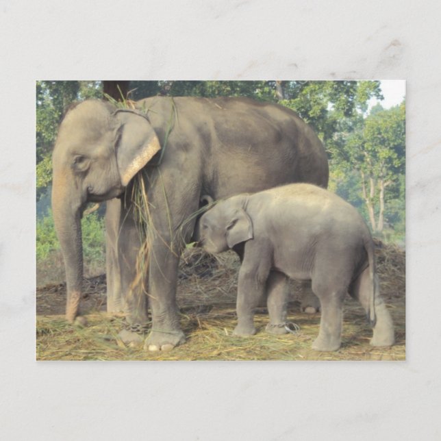 Elephant breeding centre chitwan - babby and mummy postcard (Front)