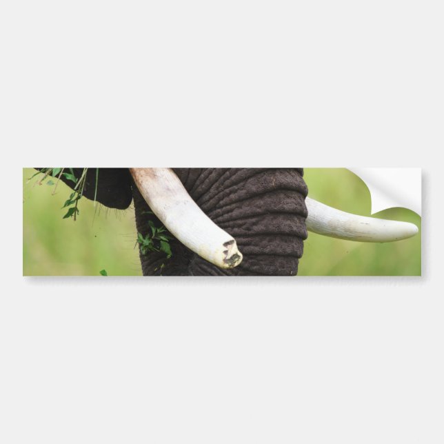 Elephant Bumper Sticker (Front)