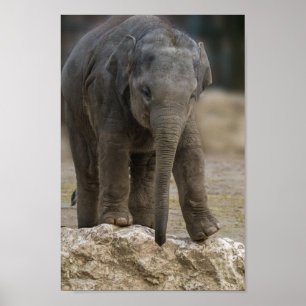 Elephant Calf Poster