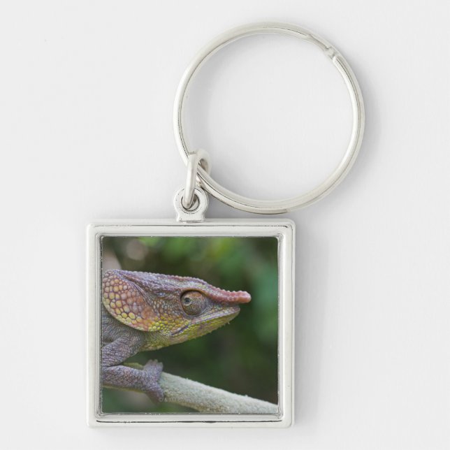 Elephant chameleon, Madagascar Key Ring (Front)