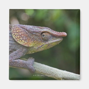 Elephant chameleon, Madagascar Magnet