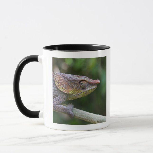 Elephant chameleon, Madagascar Mug (Left)