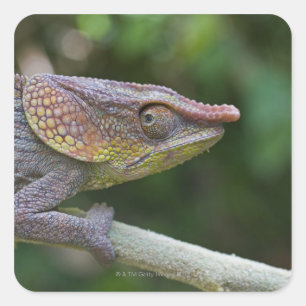 Elephant chameleon, Madagascar Square Sticker