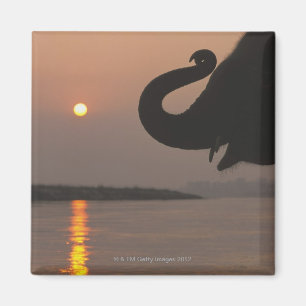 Elephant, Chitwan National Park, Nepal Magnet
