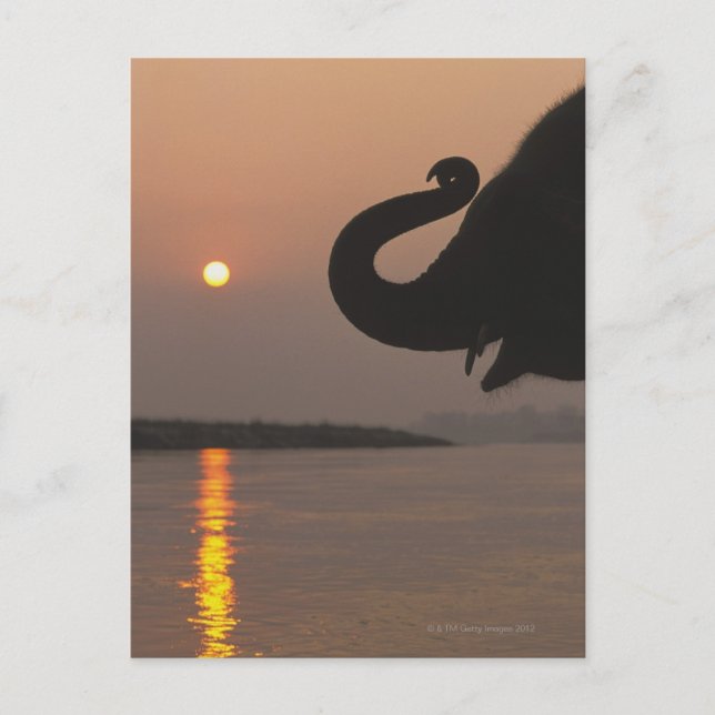 Elephant, Chitwan National Park, Nepal Postcard (Front)