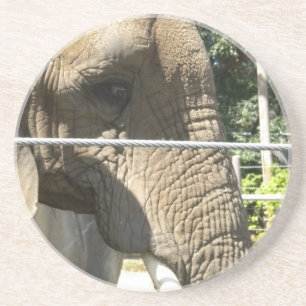 Elephant Close up Coaster