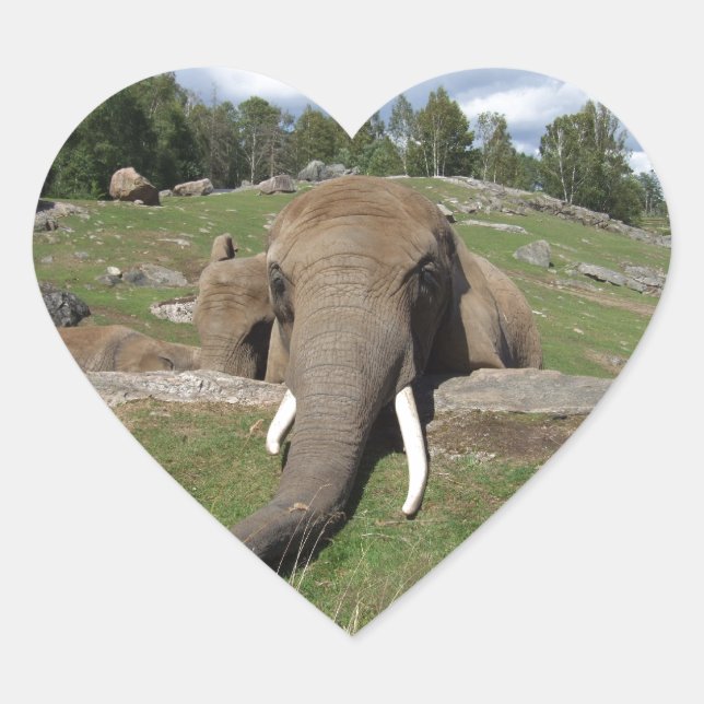Elephant Close-Up Heart Sticker (Front)