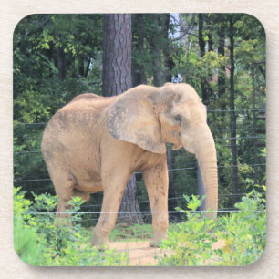 Elephant Coaster