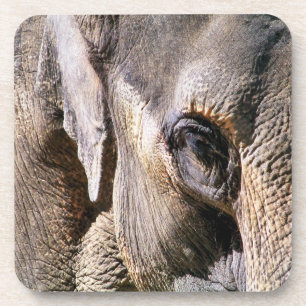 ELEPHANT COASTER