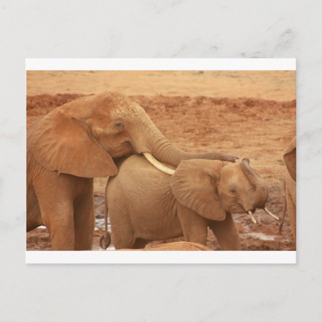 elephant custom personalise diy Anniversaries Postcard (Front)