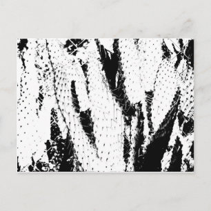 Elephant Ear Cactus in Black and White Postcard