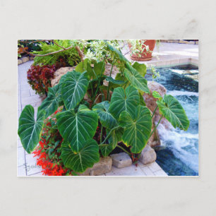 Elephant Ear Container Plants Garden Photo Postcard