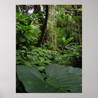 Elephant Ear in Rainforest Poster